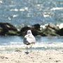Photo of Strand von Long Beach, Long Island