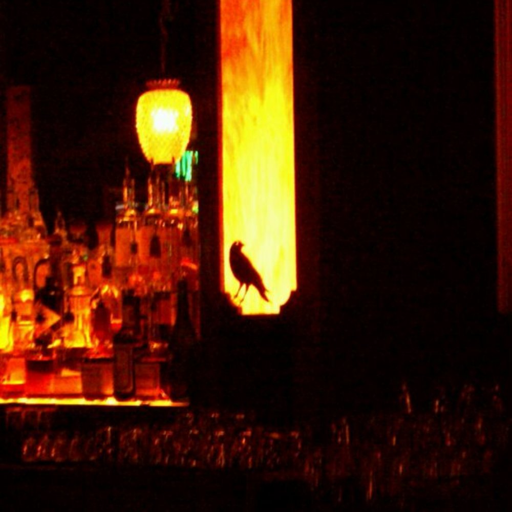 Bar 355 - The best patron of the bar. - Cocktail Bars Near Me - Oakland, California
