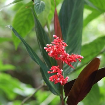 Kona Cloud Forest Sanctuary - Walking Tours Near Me - Kailua-Kona, Hawaii