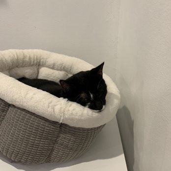 Pounce Cat Cafe - I almost adopted Scooter...he was so awesome - Themed Cafes Near Me - Savannah, Georgia