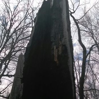 Mengerson Nature Reserve - At some point this tree caught on fire. Lightning? - Hiking Near Me - Fort Wayne, Indiana Mengerson Nature Reserve - At some point this tree caught on fire. Lightning? - Hiking Near Me - Fort Wayne, Indiana