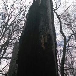 Mengerson Nature Reserve - At some point this tree caught on fire. Lightning?
