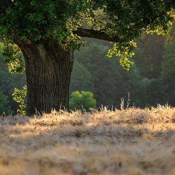 Clinton County Landscaping & Lawncare - Tree Removal Service in Clinton County - Lawn Services Near Me Clinton County Landscaping & Lawncare - Tree Removal Service in Clinton County - Lawn Services Near Me