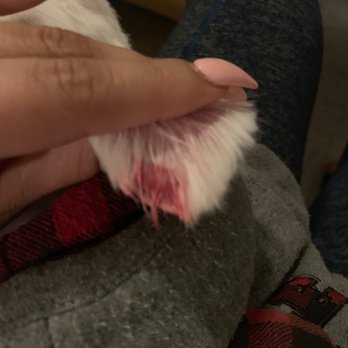 Pets & Grooming - Right ear bleeding - Pet Groomers Near Me - Bell Gardens, California