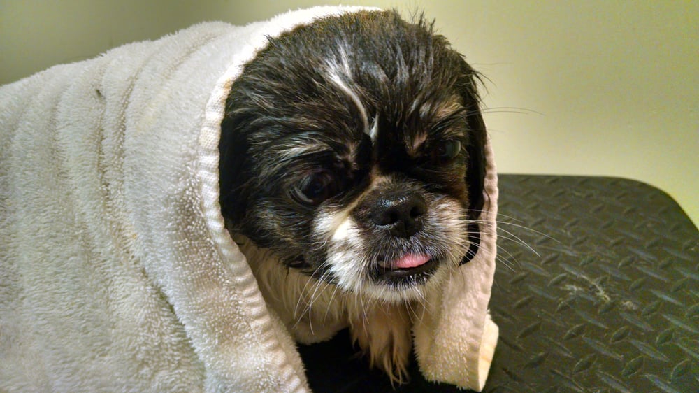 PAWS ‘N PURRS PET CARE Updated August 2024 2608 Turnpike Rd, Auburn