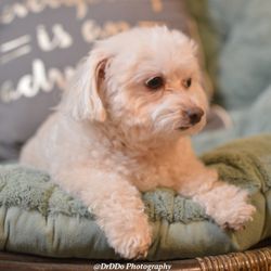 Laurie's Love and Care - He's cute at baseline, but a good cut makes him even cuter.