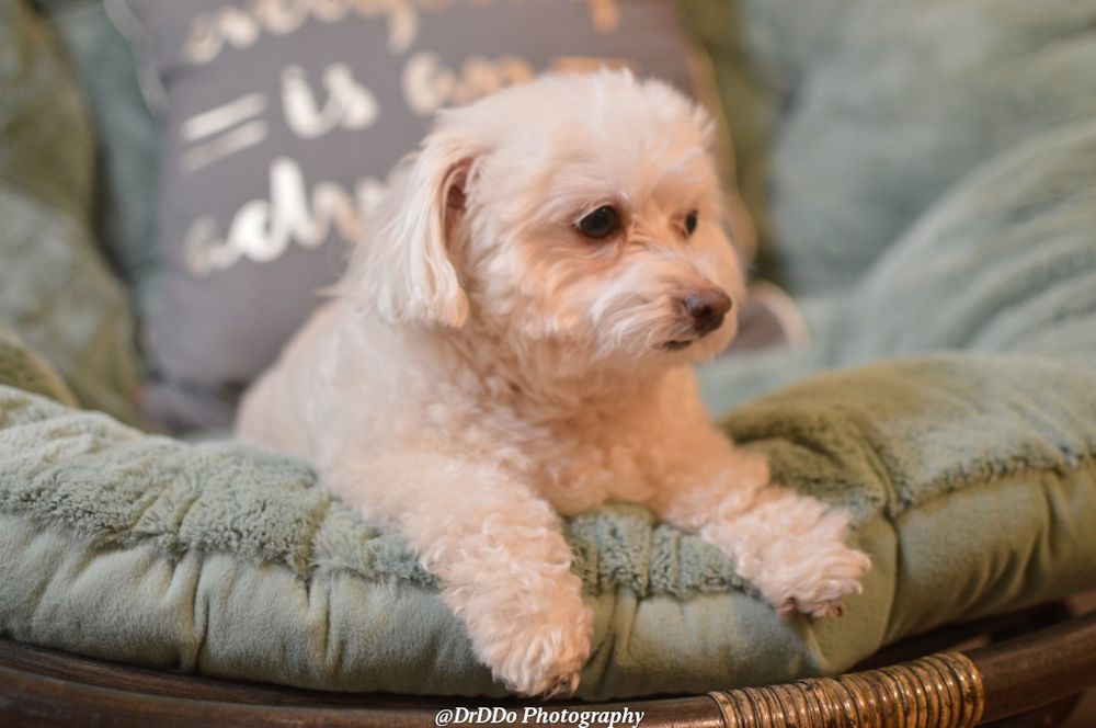 Laurie's Love and Care - pet boarding facility in Kenilworth, NJ