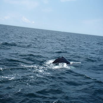 7 Seas Whale Watch - Whale Watching Tours Near Me - Gloucester, Massachusetts