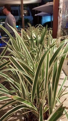 Bar da Cachaça by null