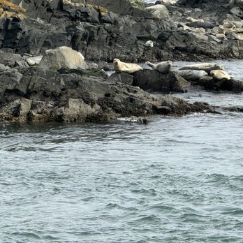 Outer Island Expeditions - Harbor seals... an orca's favorite meal - Fishing Near Me - Anacortes, Washington Outer Island Expeditions - Harbor seals... an orca's favorite meal - Fishing Near Me - Anacortes, Washington