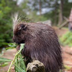 The Kroschel Wildlife Center