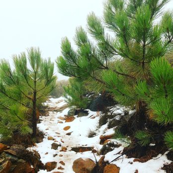 Cuyamaca Peak - Hiking Near Me - Descanso, California Cuyamaca Peak - Hiking Near Me - Descanso, California