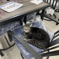 Meatballs the resident kitty ‍
