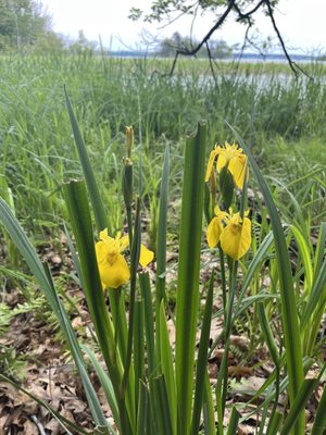 Ludington State Park Beach by null