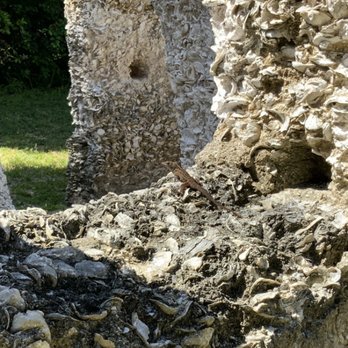 Kingsley Plantation - Lizard - Landmarks & Historical Buildings Near Me - Jacksonville, Florida