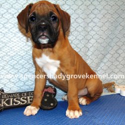 Spencer's Shady Grove Kennel - Boxer puppy available from Spencer's Shady Grove Kennel