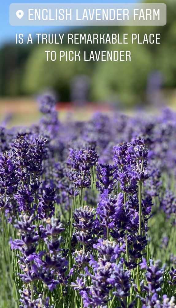 THE ENGLISH LAVENDER FARM Updated May 2024 59 Photos & 18 Reviews