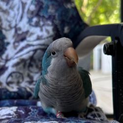 Hoff Brand Tree Removal - Our rescued parrot, Loki, says thank you!