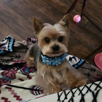 Kimberlis Kuties - Mia - Pet Services Near Me Kimberlis Kuties - Mia - Pet Services Near Me