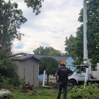 Vitez Tree Service - Tree Services Near Me - Elma, New York
