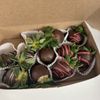 Lakeview Bakery gift card