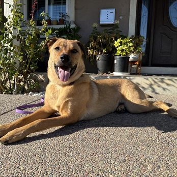 JPK9 - Happy pup - Pet Training Near Me JPK9 - Happy pup - Pet Training Near Me