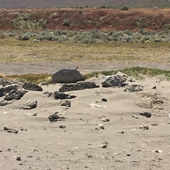 Pyramid Lake Paiute Tribe - A little visitor also catching some sun. - Lakes Near Me - Reno, Nevada Pyramid Lake Paiute Tribe - A little visitor also catching some sun. - Lakes Near Me - Reno, Nevada