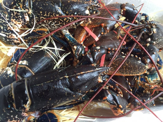 Gattopardo Ristorante di Mare by null