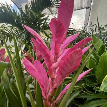 SmartyPlants Nursery - Landscaping Near Me - Lake Worth, Florida