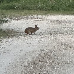 Baton Rouge Audubon Society Peveto Woods Sanctuary - Rabbit spotted in Peveto Woods Sanctuary