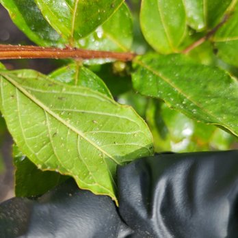 Osborne Pest Control - Got Aphids? Well, with one call or email, we can help you get rid of these pests! - Pest Control Near Me Osborne Pest Control - Got Aphids? Well, with one call or email, we can help you get rid of these pests! - Pest Control Near Me