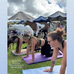 Maui Goat Yoga