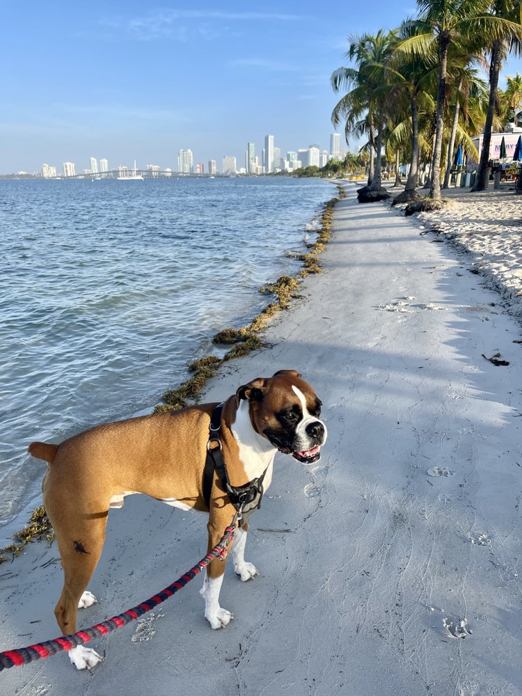 Sakura Pet Grooming - pet boarding facility in Miami, FL