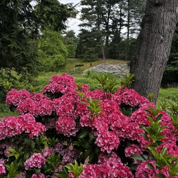 Arnold Arboretum - Mountain laurel! - Parks Near Me - Boston, Massachusetts