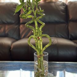 Phuong Nam Plants - Mother's Day Gift