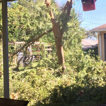 Branching Out - Tree Services Near Me - Brooksville, Florida