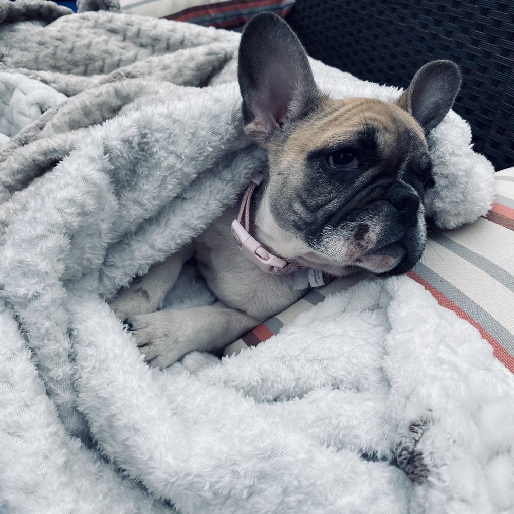 NorthCalFrenchies - Pet Breeders Near Me NorthCalFrenchies - Pet Breeders Near Me