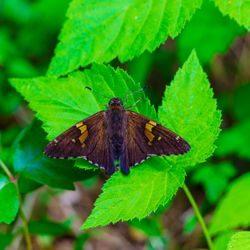 Southside Park - Silver Spotted Skipper