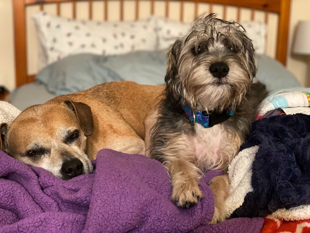 PUPPY LOVE PET GROOMING Updated September 2024 42 Photos & 30 Reviews 5410 Nc Hwy 55