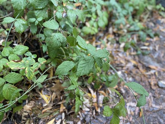 Trail Canyon Falls by null