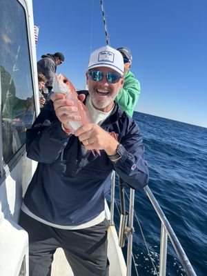 Pelican Adventures by null