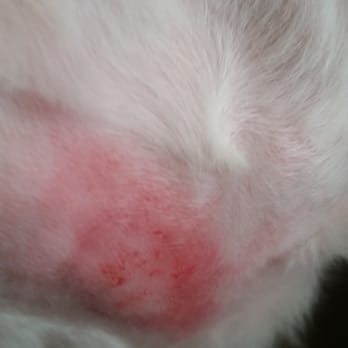 Dogs R US - Never take your dog to dogs r us in Mary Esther - Pet Groomers Near Me - Mary Esther, Florida
