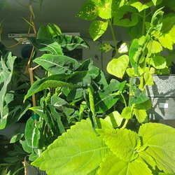 Oroville Organic Gardens - Plants