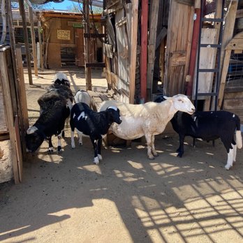 Fort Cross Old Timey Adventures - Tours Near Me - Santa Ysabel, California