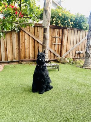 Noni's Pet Boutique & Grooming by null