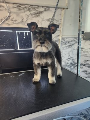 FURRY FRENZY MOBILE PET GROOMING - 34 Photos - Phoenix, Arizona - Pet