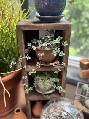 Portland Nursery by null