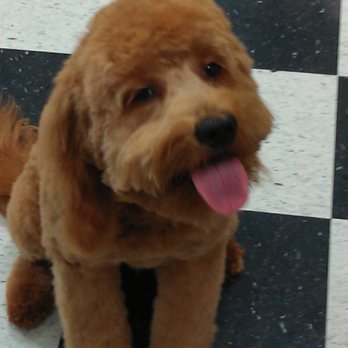 Creekside Grooming - Pet Groomers Near Me - Winchester, Virginia