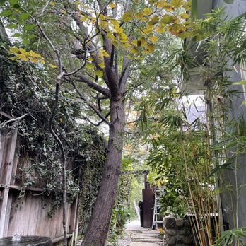 Gabriel's Tree Service - Tree with exposed roots - Tree Services Near Me - Los Angeles, California