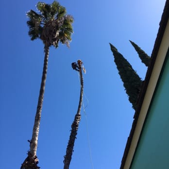 Rick's Palm Tree Service - Trimming palm tree - Tree Services Near Me Rick's Palm Tree Service - Trimming palm tree - Tree Services Near Me